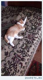 Кошка