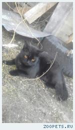 Кот,Мурзик(отзывается на свою кличку)