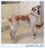 Собака, метис