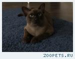 Кот, соболиного окраса