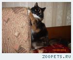 Кошка