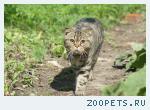 кот вислоухий
