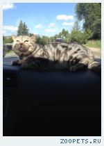 Кот Британец 