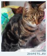 Кошка