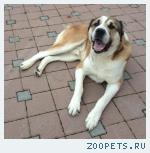 Пёс породы среднеазиатская овчарка