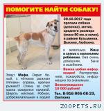 собака