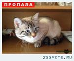 Кот, метис тайской кошки