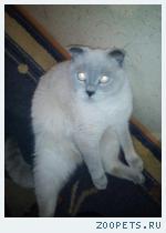 Кот шотландский вислоухий
