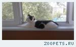 Пропал кот