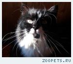 Кот, Метис