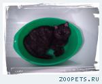     Кот метис британец