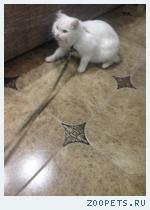 белый кот