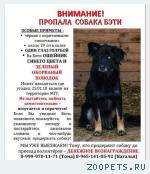 собака, метис хаски