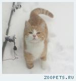 Рыжий кот