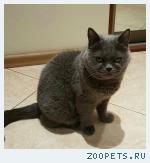 Кошка серая