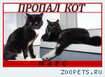 Кот курильский бобтейл 