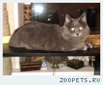 Кот, домашняя кошка