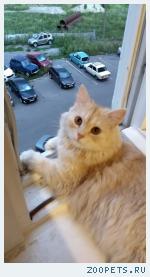кот длинношерстный