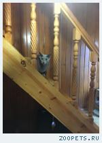 Кот Русская голубая