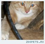 Рыжий кот