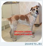 собака
