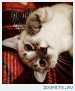 Котенок. Девочка