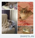 Кошка
