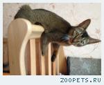 кошка