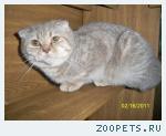 Кошечка