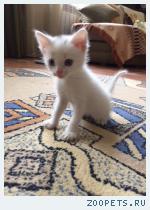 Котенок беленький 1 мес.