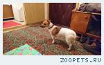 Собака девочка джек рассел