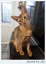 абиссинский кот