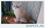 кот Мусярик