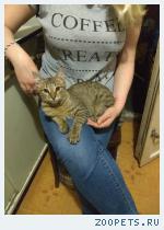 Котенок, мальчик , 3 месяца