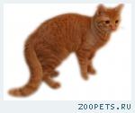 Кот-Метис