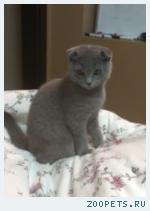 КОТЁНОК