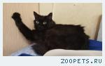 кошка