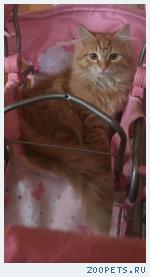 кошка