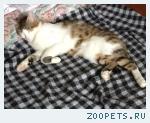 Кот, метис