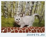 Кот Британец