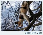 Кошка породы Корниш-рэкс