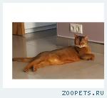 Кот абиссинец