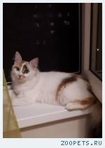 кошка