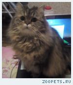 Кот, персидская шиншилла