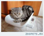 Кот вислоухий шотландский
