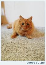 Рыжий кот Вася