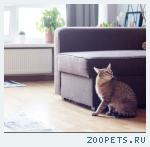 кошка