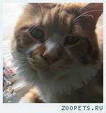 кот мейн-кун