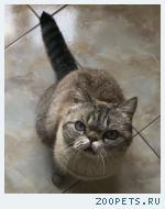 кошка