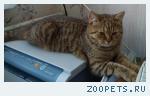 кошечка